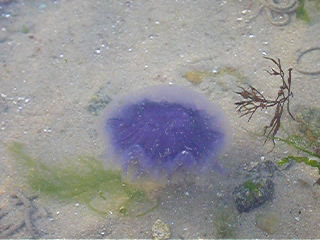 Scyphozoa (jelly fish)