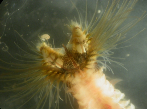 Sabellaria alveolata head dorsal