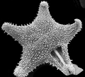 Echinodermata (echinoderms)