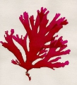 Rhodophyta (red algae)