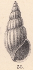 Rissoa helenae E. A. Smith, 1890