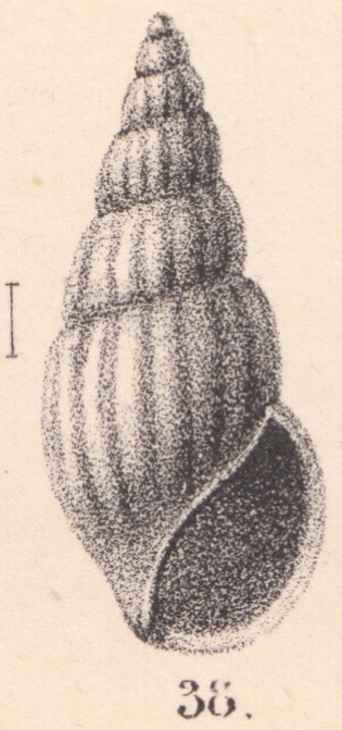 Rissoa helenae E. A. Smith, 1890 Rissoa helenae E. A. Smith, 1890