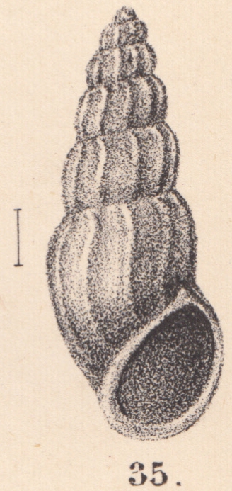 Rissoina turtoni E. A. Smith, 1890
