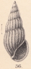 Rissoina decipiens E. A. Smith, 1890