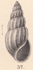 Rissoina congenita E. A. Smith, 1890