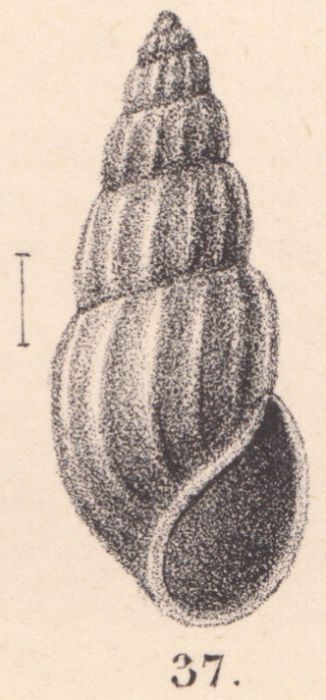 Rissoina congenita E. A. Smith, 1890 Rissoina congenita E. A. Smith, 1890