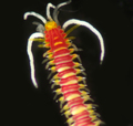 Polychaeta (bristle worms)