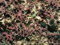 Rhodophyta (red algae)