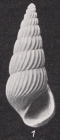 Rissoina (Zebinella) eleonorae Boettger, 1901