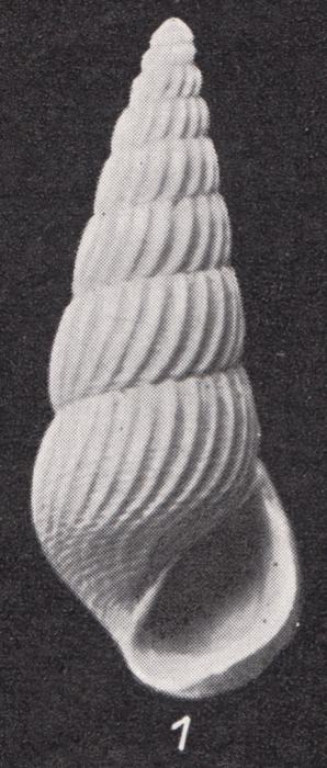 Rissoina (Zebinella) eleonorae Boettger, 1901 Rissoina (Zebinella) eleonorae Boettger, 1901