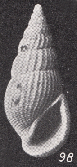 Rissoina (Zebinella) sororcula Boettger, 1901