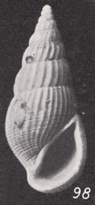 Rissoina (Zebinella) sororcula Boettger, 1901 Rissoina (Zebinella) sororcula Boettger, 1901