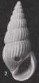 Mollusca (molluscs)