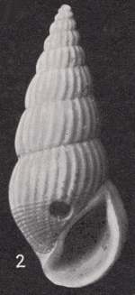 Rissoina (Rissoina) semidecussata Boettger, 1901