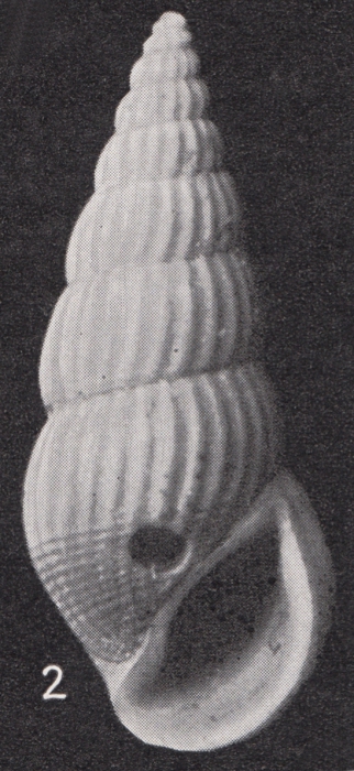 Rissoina (Rissoina) semidecussata Boettger, 1901 Rissoina (Rissoina) semidecussata Boettger, 1901