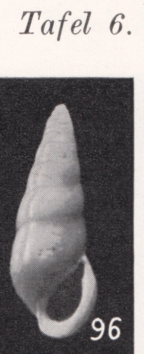 Rissoina (Zebina) neriniformis Boettger, 1901 Rissoina (Zebina) neriniformis Boettger, 1901
