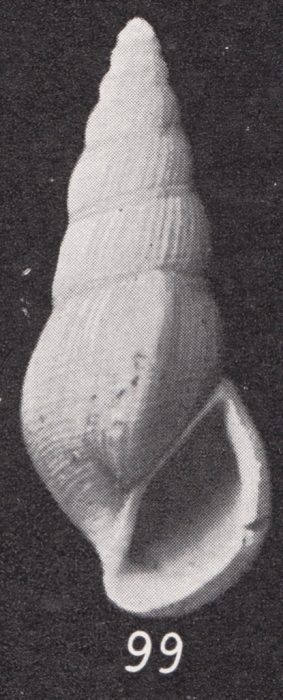 Rissoina (Zebinella) sororcula var. varicosa Boettger, 1901