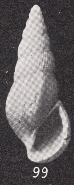 Rissoina (Zebinella) sororcula var. varicosa Boettger, 1901 Rissoina (Zebinella) sororcula var. varicosa Boettger, 1901