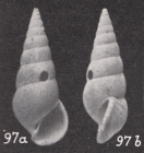 Rissoina (Zebinella) brandenburgi Boettger, 1896 [p. 63]
