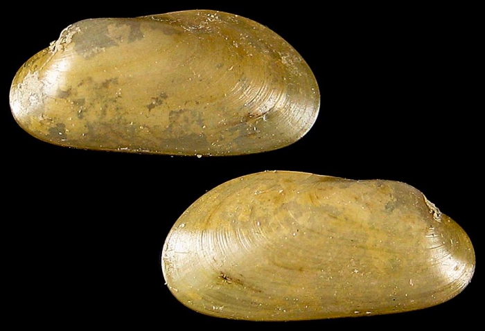Idas cylindricus Idas cylindricus
