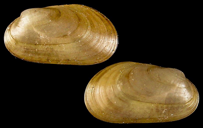 Idas modiolaeformis