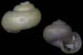 Mollusca (molluscs)