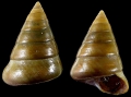 Mollusca (molluscs)