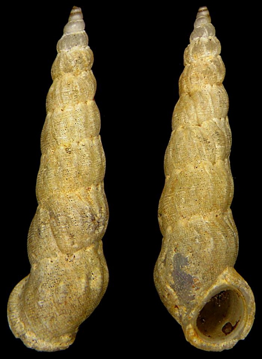 Opalia hellenica Opalia hellenica