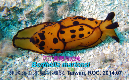 Berthella martensi 