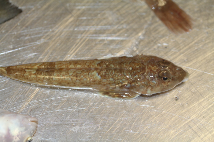 Common dragonet - Callionymus lyra Common dragonet - Callionymus lyra