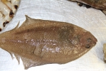 Scaldfish - Arnoglossus laterna