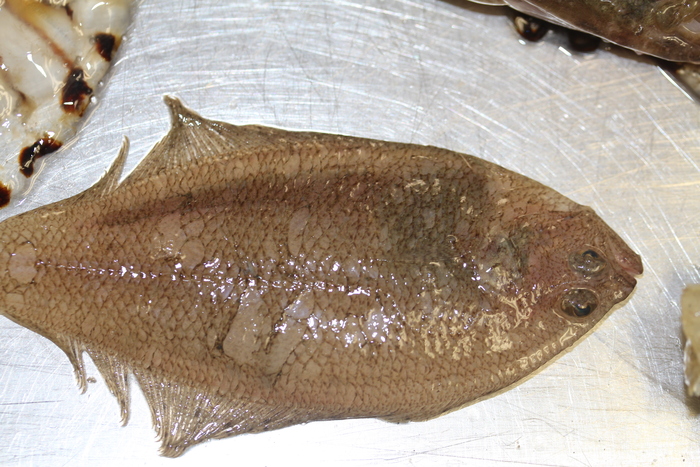 Scaldfish - Arnoglossus laterna Scaldfish - Arnoglossus laterna