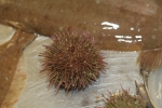 Green sea urchin - Psammechinus miliaris