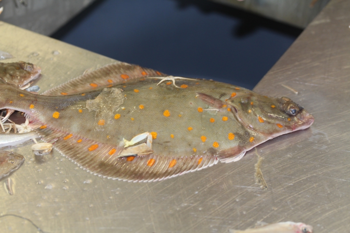 Plaice - Pleuronectes platessa