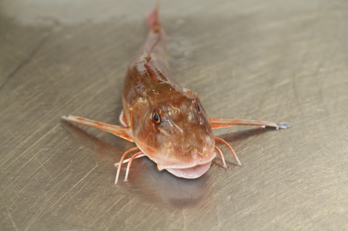 Tub gurnard - Chelidonichthys lucerna Tub gurnard - Chelidonichthys lucerna