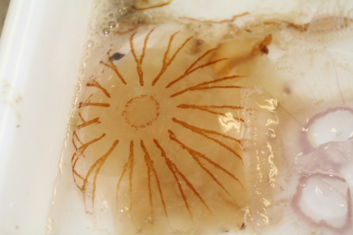 Compass jellyfish - Chrysaora hysoscella Compass jellyfish - Chrysaora hysoscella