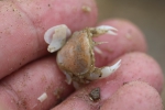 Thulbnail crab - Thia scutellata