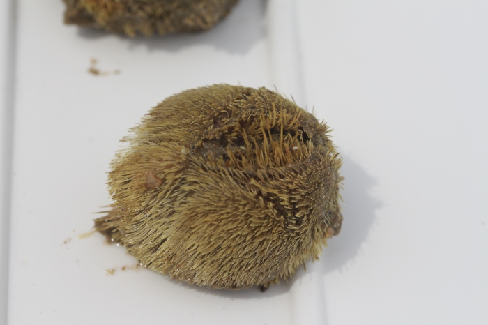 Sea potato or heart urchin - Echinocardium cordatum Sea potato or heart urchin - Echinocardium cordatum