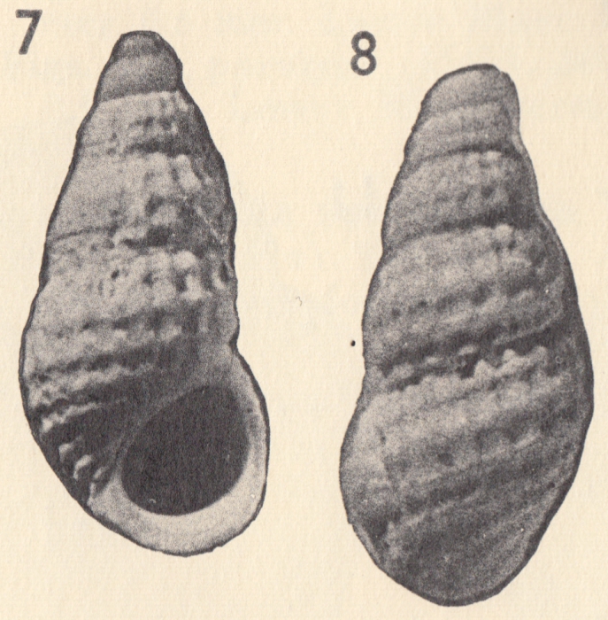 Rissoina (Phosinella) puntagordana Weisbord, 1962 Rissoina (Phosinella) puntagordana Weisbord, 1962