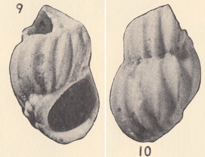 Rissoina (Eurissolina) bicrepida Weisbord, 1962 Rissoina (Eurissolina) bicrepida Weisbord, 1962