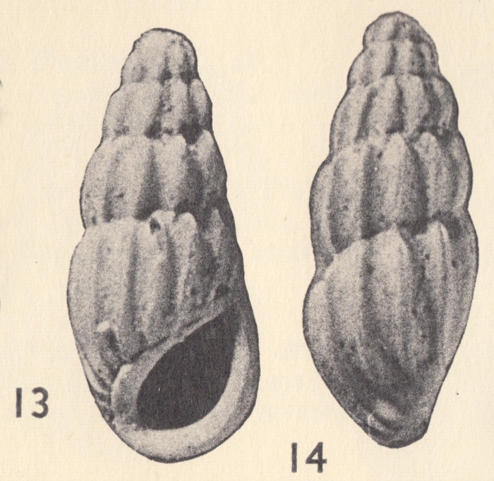 Rissoina (Schwartziella) venezuelana Weisbord, 1962 Rissoina (Schwartziella) venezuelana Weisbord, 1962