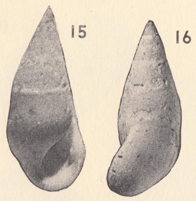 Rissoina (Cibdezebina) caribella Weisbord, 1962 Rissoina (Cibdezebina) caribella Weisbord, 1962