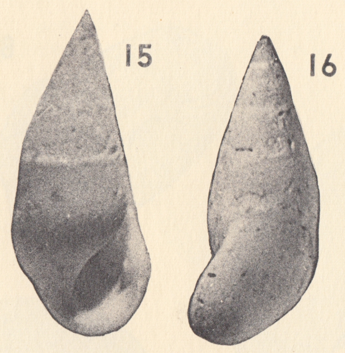 Rissoina (Cibdezebina) caribella Weisbord, 1962