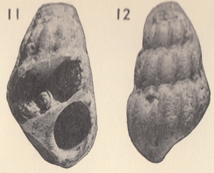 Rissoina (Schwartziella ?) maiquetiana Weisbord, 1962