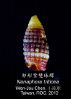 Nanaphora triticea 