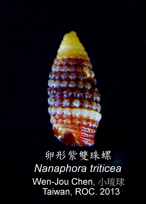 Nanaphora triticea Nanaphora triticea