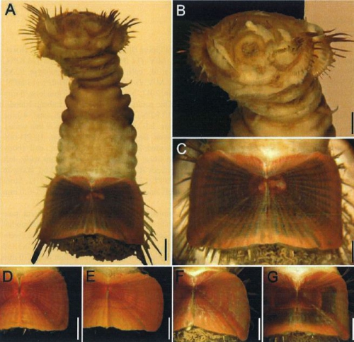 Holotype of Sternaspis piotrowskiae Salazar-Vallejo, 2014