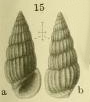 Rissoina submercurialis Yokoyama, 1920 Rissoina submercurialis Yokoyama, 1920