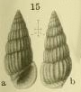 Rissoina submercurialis Yokoyama, 1920