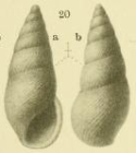 Rissoina zeltnerioides Yokoyama, 1920